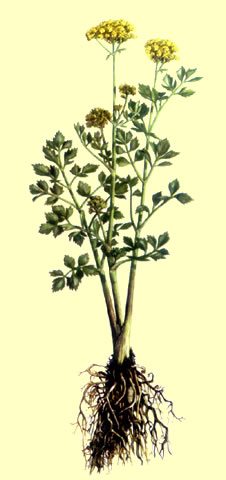 Apio (Apium graveolens) Información